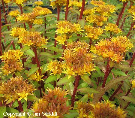 Sedum aizoon 'Aurantiacum'